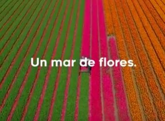 HISTORIA DAS TULIPAS