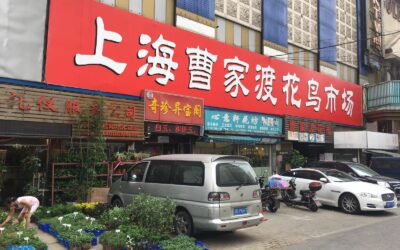 MERCADO CENTRAL DE FLORES EM SHANGAI