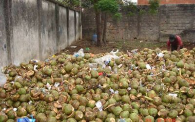 Processo de reciclagem de coco verde