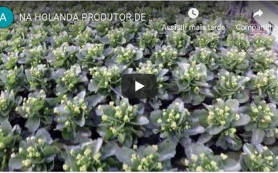 INOVACAO COM SUCULENTAS E MODELO DE ACAO PARA INTERACAO EM GARDENS