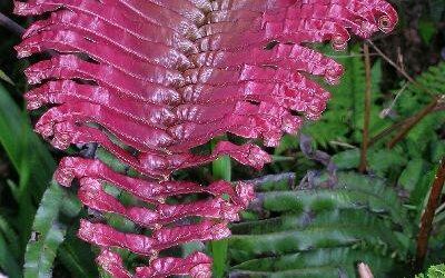 O CRESCIMENTO DE PLANTAS VERDES PARA INTERIOR É UMA TENDENCIA MUNDIAL, E, DENTRO DELE, AS MAIS EXOTICAS CERTAMENTE SAO UMA GRANDE OPORTUNIDADE