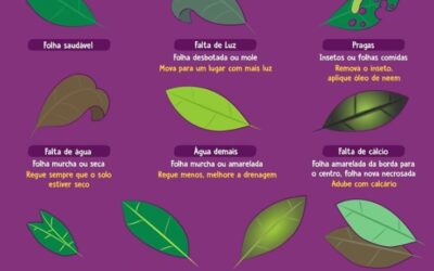 SAIBA MAIS SOBRE A SAUDE DAS SUAS PLANTAS