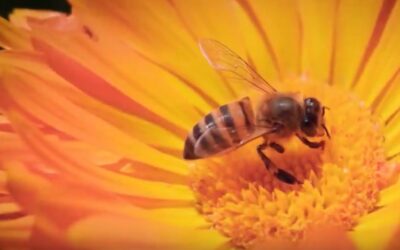 A IMPORTANCIA DAS FLORES NA VIDA DOS SERES HUMANOS