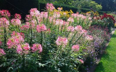 E QUE TAL “FLORES” CONTRA DENGUE?