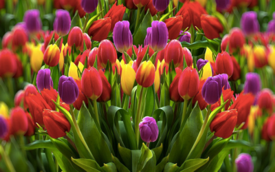 Dia Nacional da Tulipa em Amsterdã: flores grátis, felicidade grátis