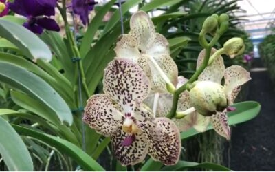 PRODUCAO DE ORQUIDEA WANDA SEM TERRA EM HOLAMBRA