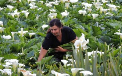 Região do Caparaó pode ganhar polo de floricultura para gerar emprego