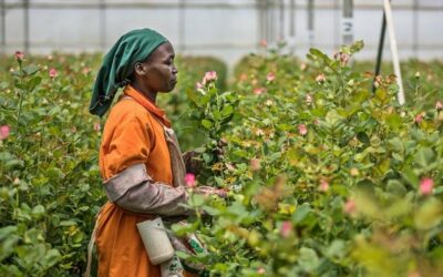 O IMPACTO DA PANDEMIA NA CADEIA MUNDIAL DE FLORES FOI DE US$8 BILHÕES!