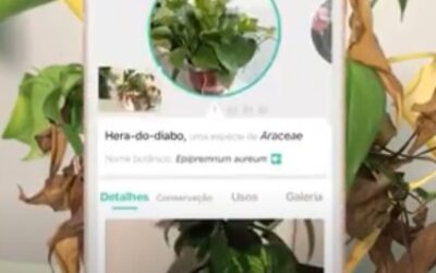 EM TEMPOS DE CRESCIMENTO DE HOME GARDENING, APP AJUDA A IDENTIFICAR PLANTAS E DOENÇAS