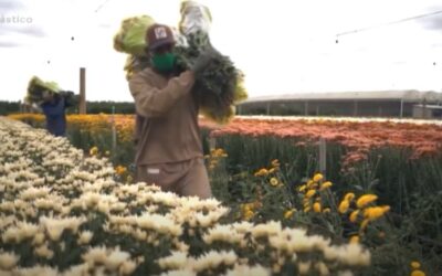 E É POR ISSO QUE AS FLORES SAO UM PRODUTO ESSENCIAL PARA O MUNDO NOVO QUE VIVEREMOS!