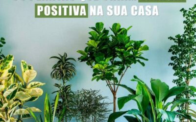 MODELO DE POST – 05 PLANTAS QUE CRIAM ENERGIA POSITIVA NA SUA CASA