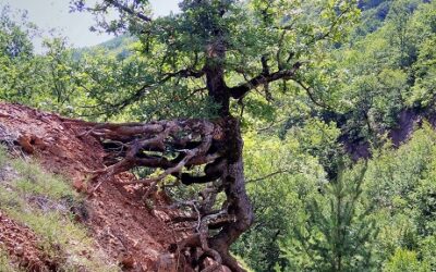 A NATUREZA NA DESISTE… porque voce desistiria?