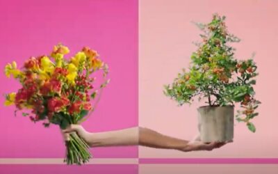 BLOEMEN BUREAU HOLLAND (agencia de promoção das flores holandesas) lança campanha – “preencha a distancia com flores!”