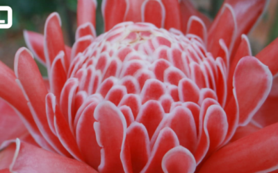 PRODUÇÃO DE FLORES TROPICAIS