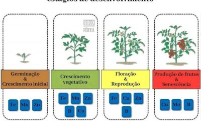 DICA SOBRE ADUBACAO