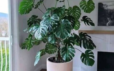 A PODEROSA MONSTERA – A NOVA QUERIDINHA DO MERCADO!