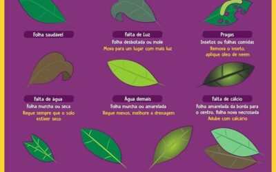 DICA SOBRE DOENCAS EM PLANTAS