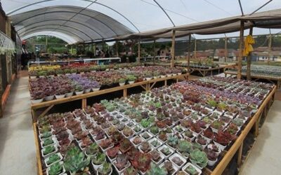 Cultivo de plantas ornamentais vira negócio e gera empregos em Cianorte