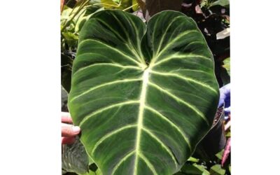 PHILODENDRON