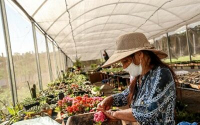 Antigo lixão é transformado em viveiro de flores comunitário