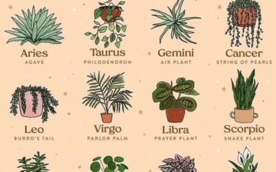 USE OS SIGNOS PARA VENDER FLORES