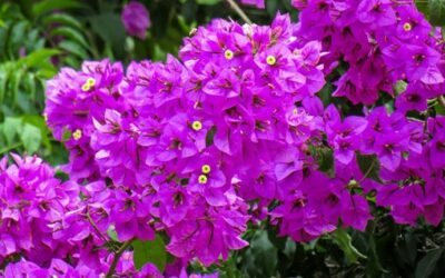 Chegou o calor: plante flores que precisam de pouca água e muito sol