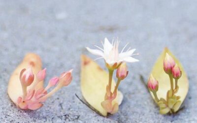 COLETANEA DE FLORES DE SUCULENTAS