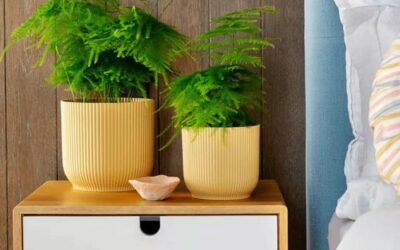 PLANTAS PARA CANTOS ESCUROS DA CASA – PARTE 1 – EDUQUE SEUS CLIENTES!