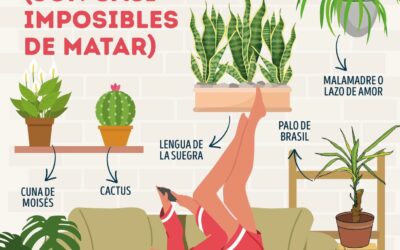 PLANTAS PARA PRINCIPIANTES