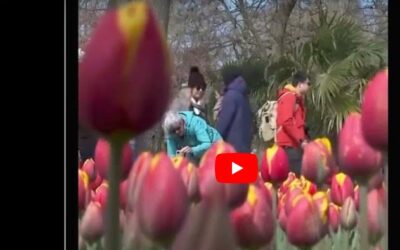 FLORES COMO ATRACAO TURISTICA REGIONAL – PARQUE KEUKENHOFF – HOLANDA