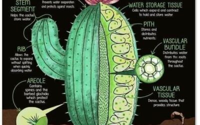 ANATOMIA DO CACTUS