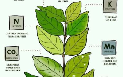 SINTOMAS DE PROBLEMAS DE NUTRIENTES EM PLANTAS