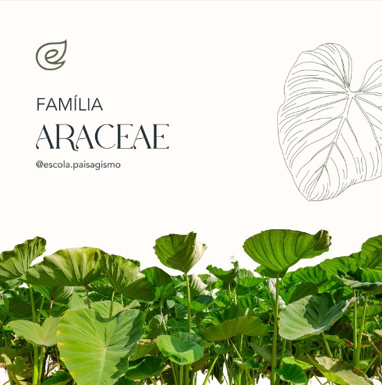 FAMILIA ARACEAE