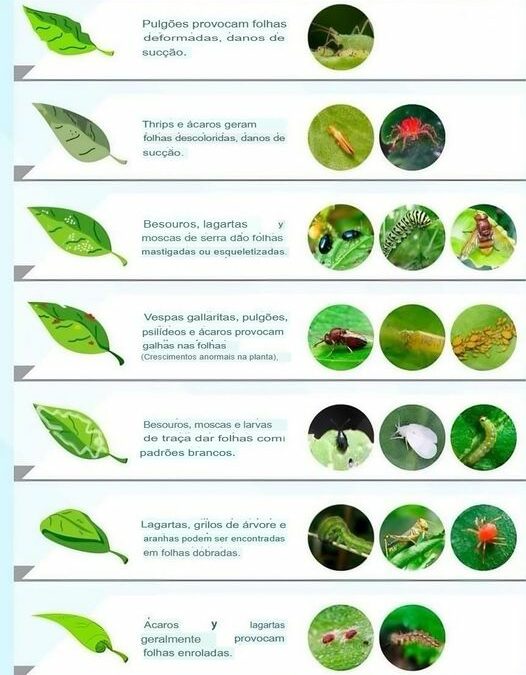 SOBRE PRAGAS NAS PLANTAS