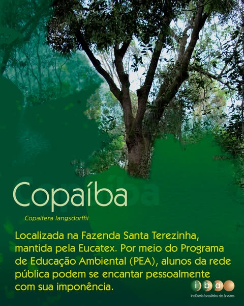 QUATRO ARVORES CENTENARIAS DO BRASIL