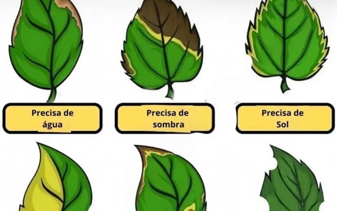 DECIFRANDO A LINGUAGEM DAS PLANTAS