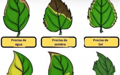 DECIFRANDO A LINGUAGEM DAS PLANTAS