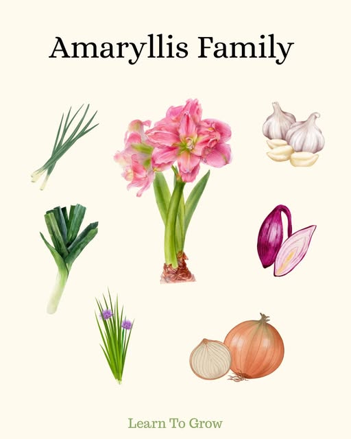 VOCE CONHECE OS PRIMOS DA AMARYLLIS?