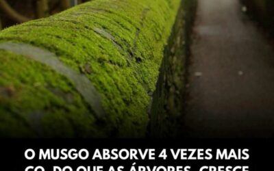 VOCE SABIA?