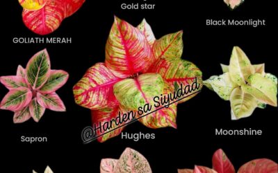 FAMILIA AGLAONEMA
