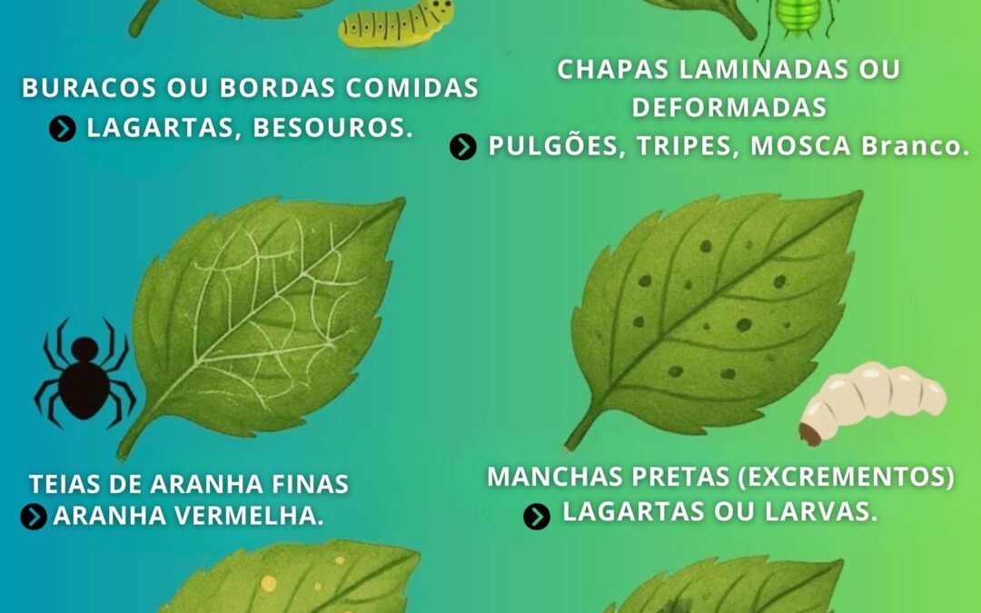 IDENTIFICACAO DE PROBLEMAS COM SUA PLANTA