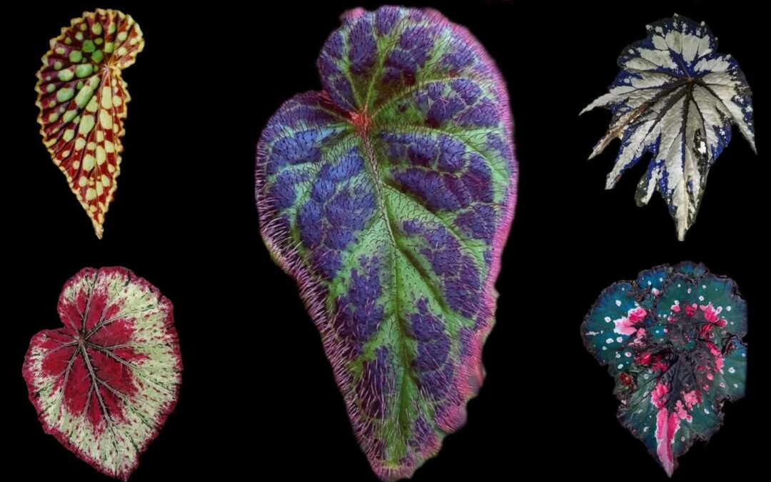 FAMILIA BEGONIA