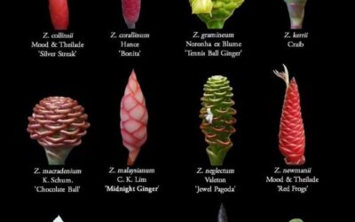 FAMILIA GENGIBERACEA